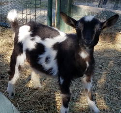 Nigerian Dwarf dairy goats for sale in NM